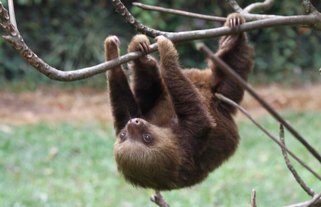 two toed sloth hanging form tree