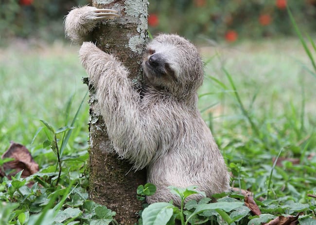 sloth doing a poo