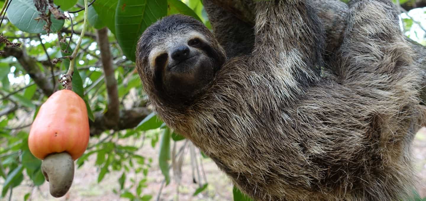 sloth that smells like lavender