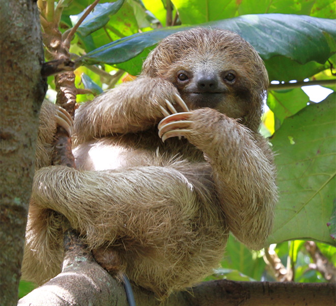 Watch this poor sloth be robbed of his lunch by a brazen Bolivian